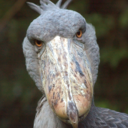 An impressive bird with an enormous shoe-shaped bill - CGTN