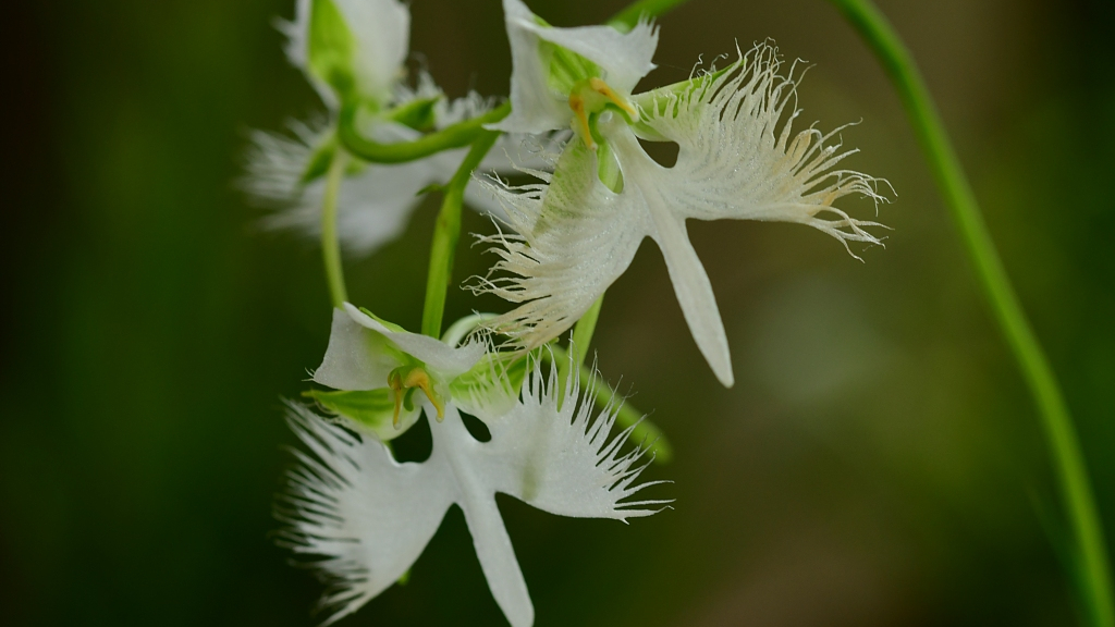 White Egret Orchid The Elegant Snowy Bird Of East Asia Cgtn