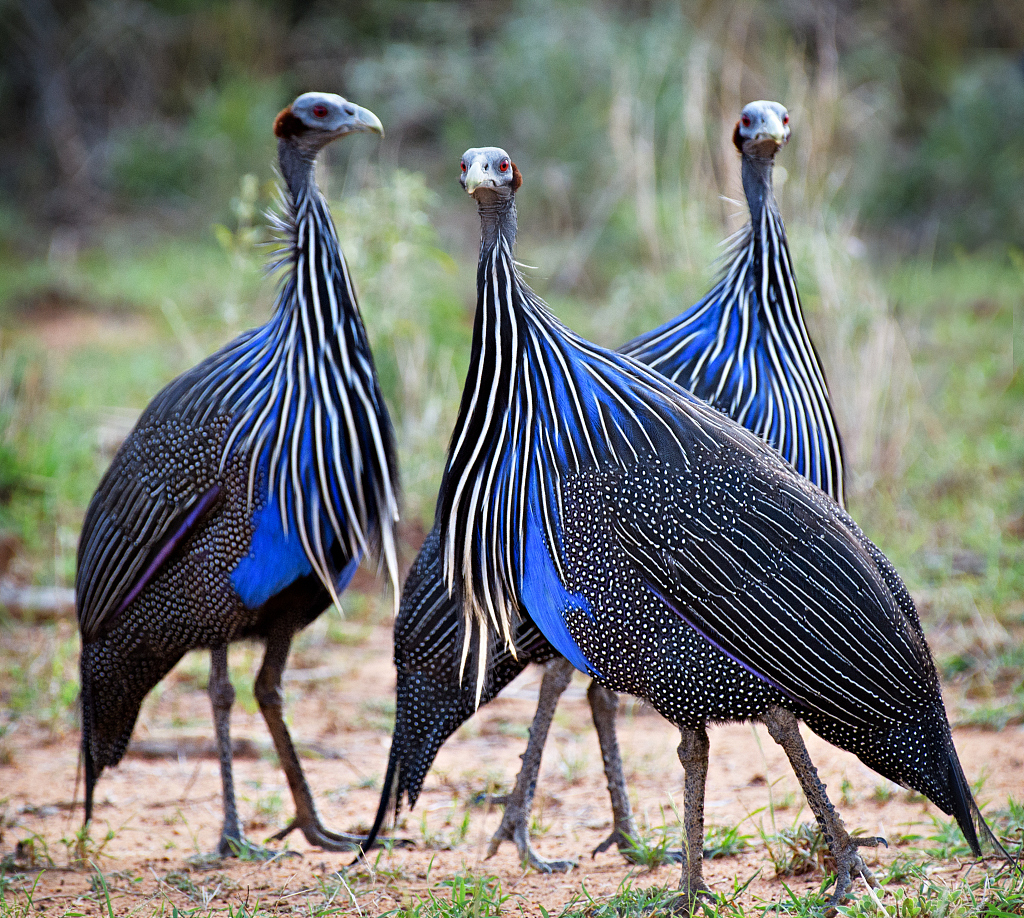 Guinea Fowl: Everything You Need to Know About These Unique Birds