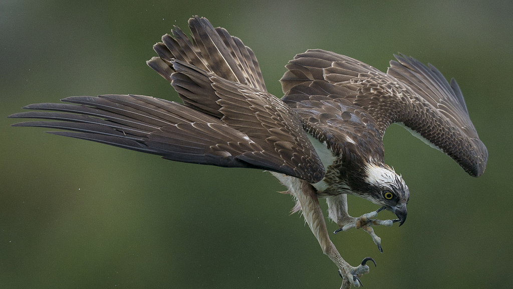 An osprey makes another failed attempt to grab a meal - CGTN