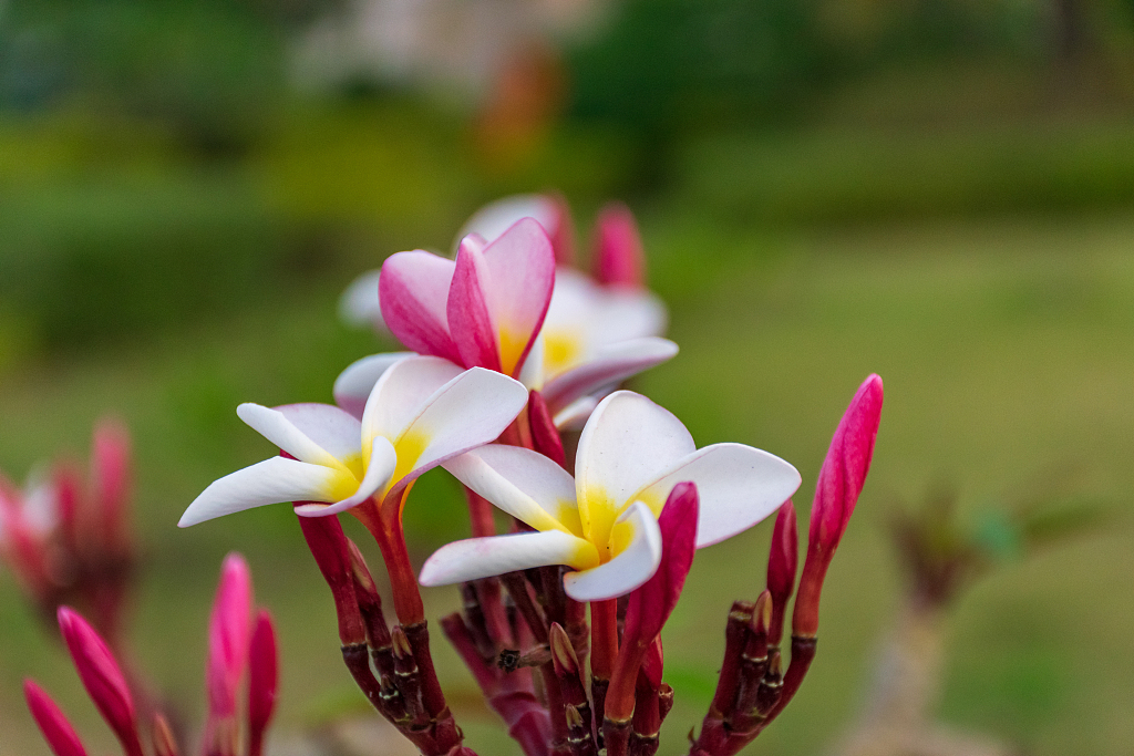 Why is frangipani so common - CGTN