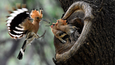 Hoopoe: Beautiful bird with smelly defense - CGTN