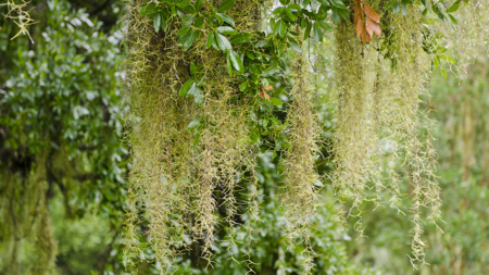 Spanish moss is an oddity of the plant world