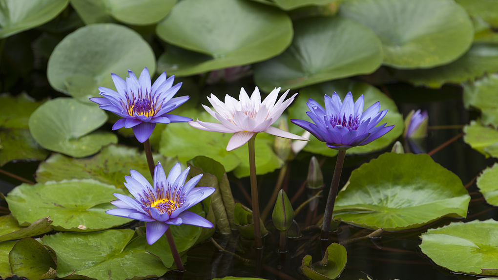 Egyptian Blue Water Lily