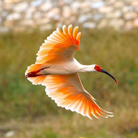 Live: Can the wild crested ibises in Shaanxi successfully hatch eggs ...