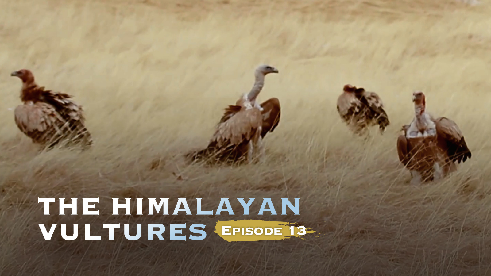 The Himalayan vultures: Fighting for food