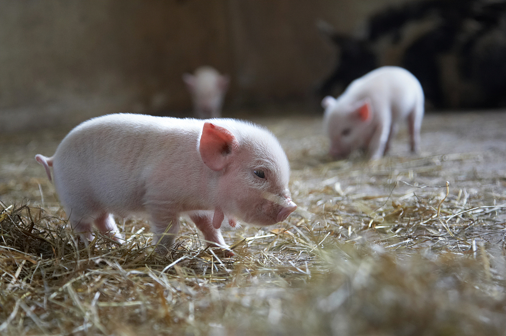 12 animals of the Chinese Zodiac: Pig - CGTN