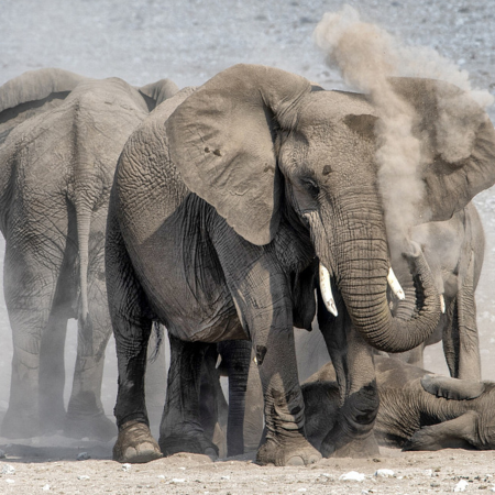 Elephants enjoy a dust shower in Namibia - CGTN