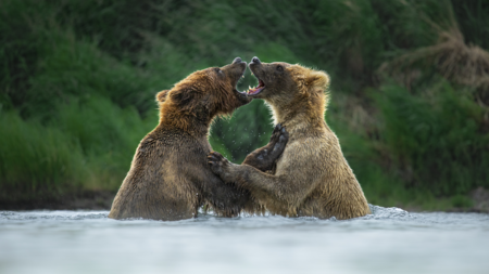 A fierce fight between two enormous bears - CGTN