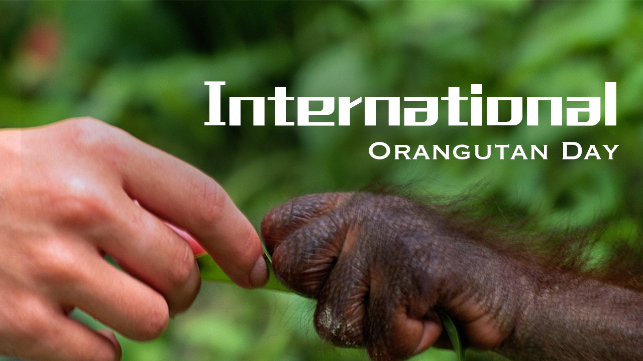 How to lose a pound by helping a cute furry friend