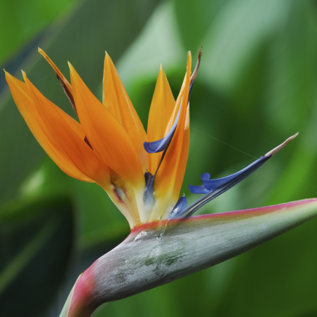 Bird of paradise: The plant with dramatic flowers - CGTN