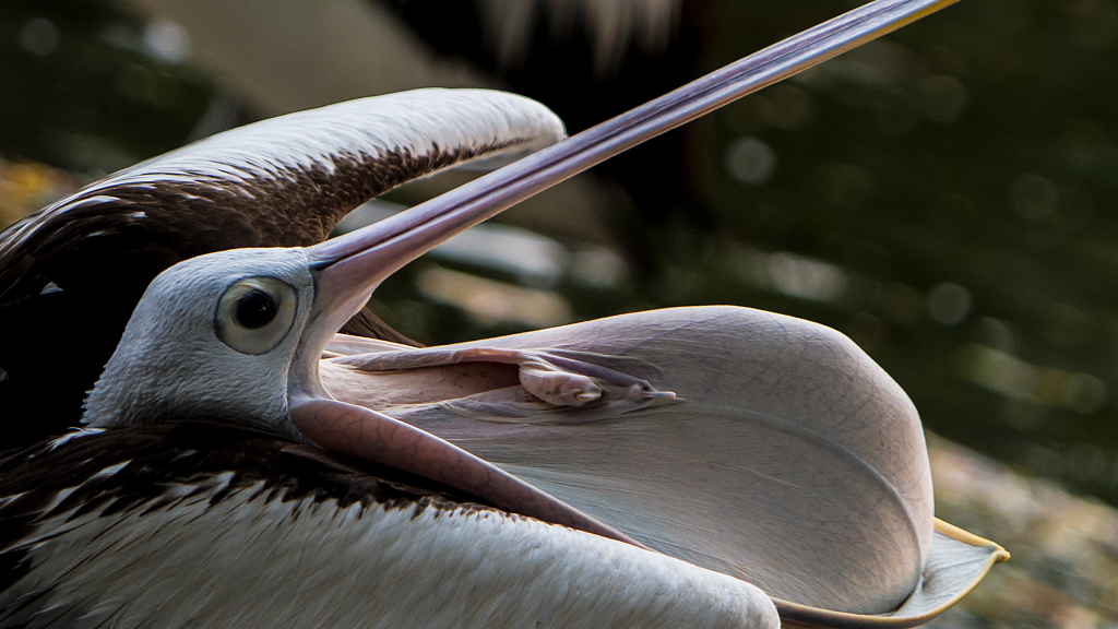 Pelican: The bird with the impressive throat pouch - CGTN