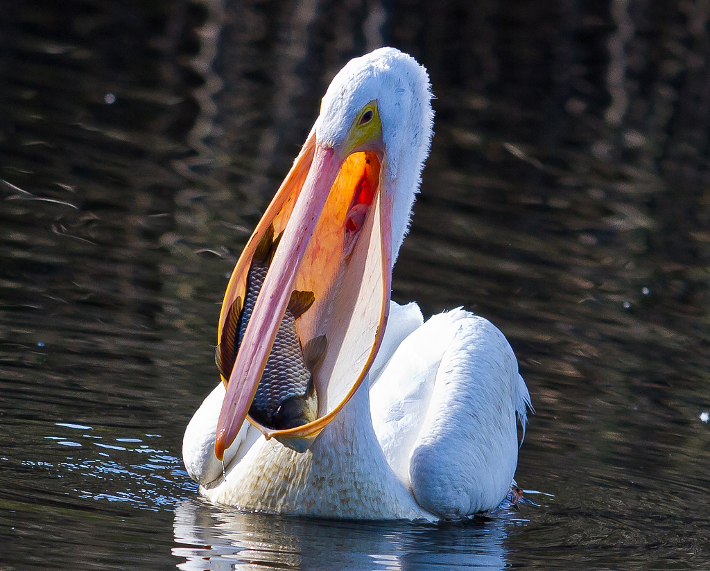 Pelican The Bird With The Impressive Throat Pouch Cgtn