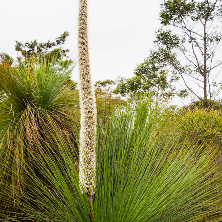 Grass tree: An iconic unique plant in Australia - CGTN