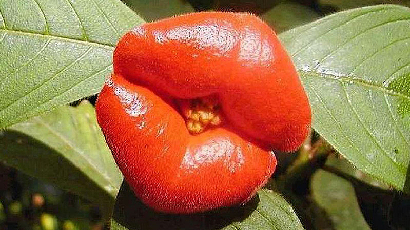 50 Pcs Psychotria Elata 'Red Lips' Flower Seeds – Rare Hooker Lips Plant, Exotic Flower Pots