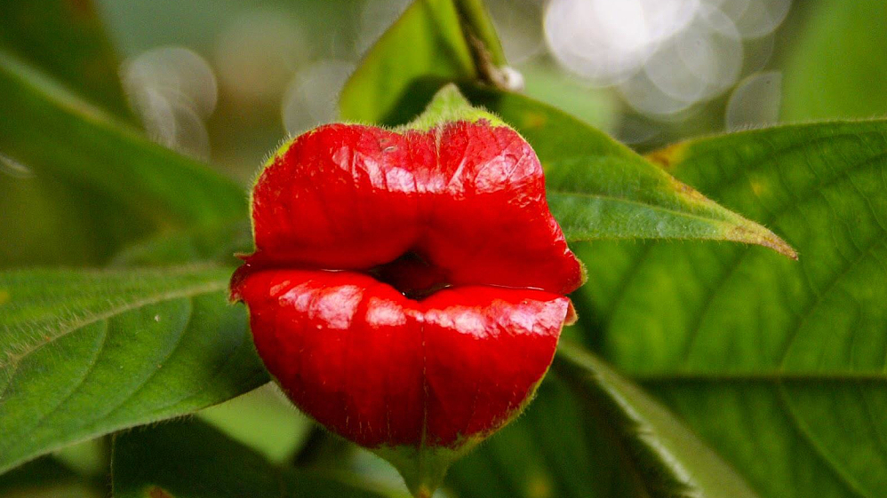 Hooker S Lips A Tropical Plant With Enchanting Red Bracts Cgtn