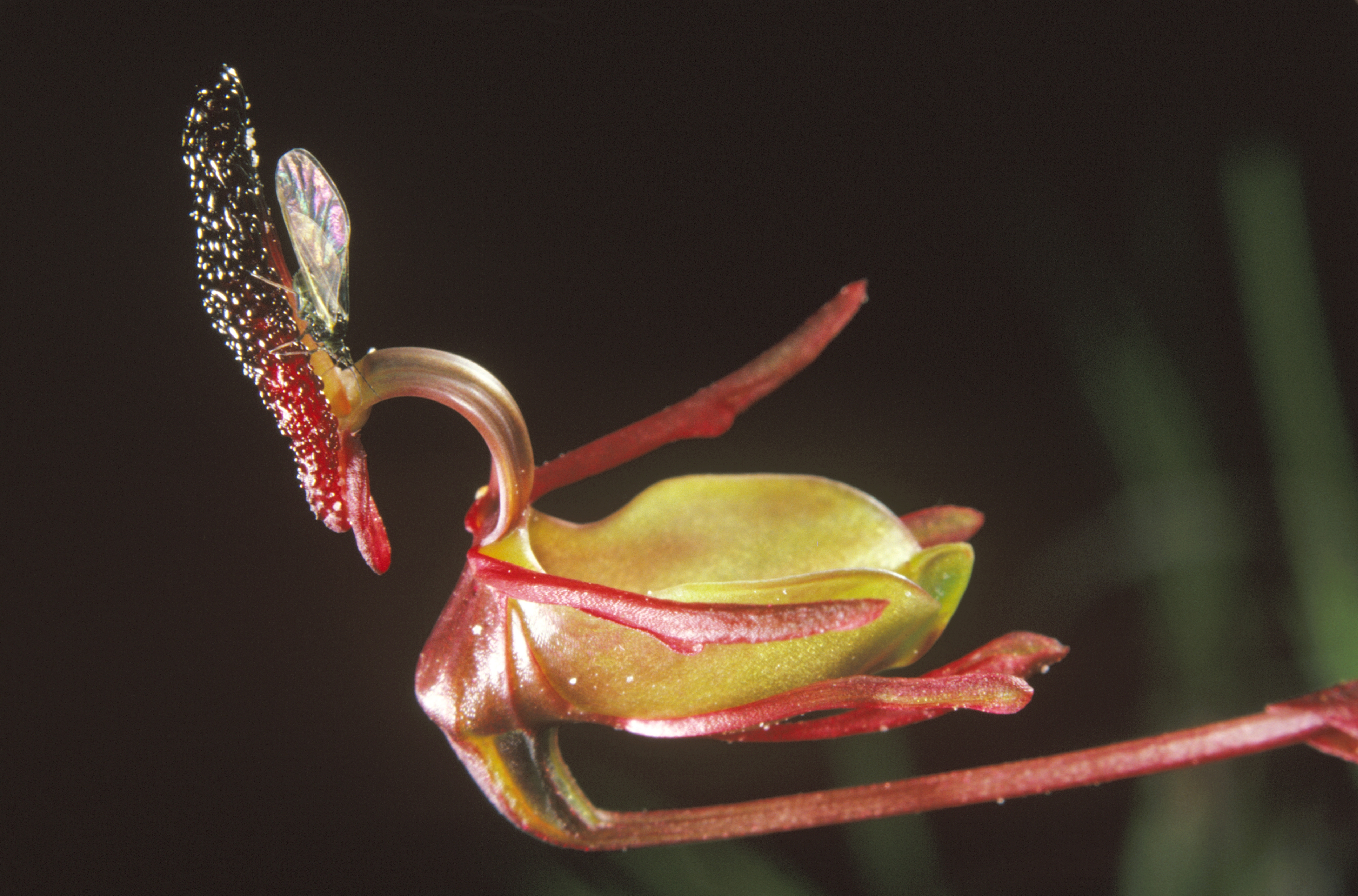 This Orchid Looks Like an Adorable Flying Duck