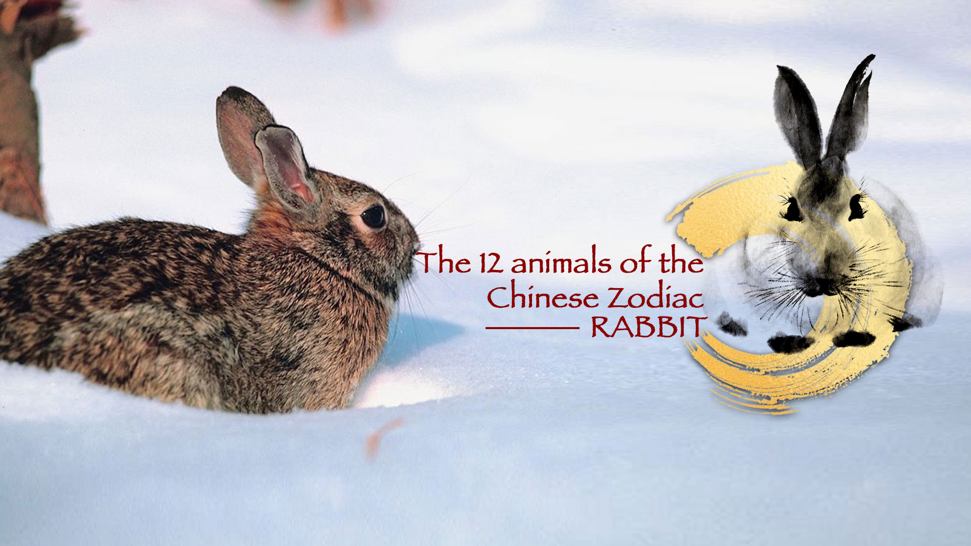 The 12 animals of the Chinese Zodiac: Rabbit - CGTN