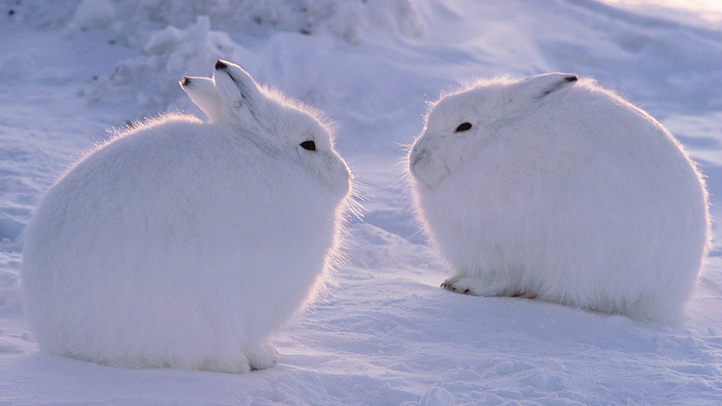 Arctic Tundra Hare Arctic Hares Animals That Live In The Tundra Arctic Tundra Hare Arctic Hares Animals That Live In The Tundra
