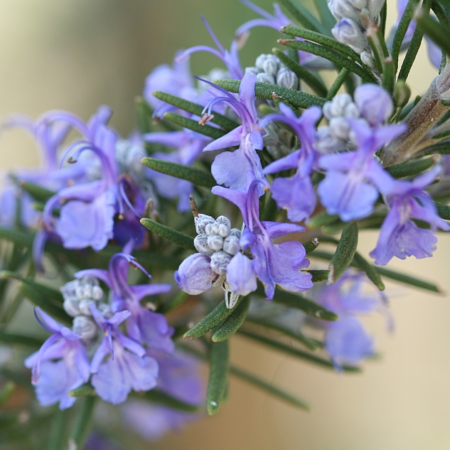 Rosemary: A multi-purpose plant - CGTN