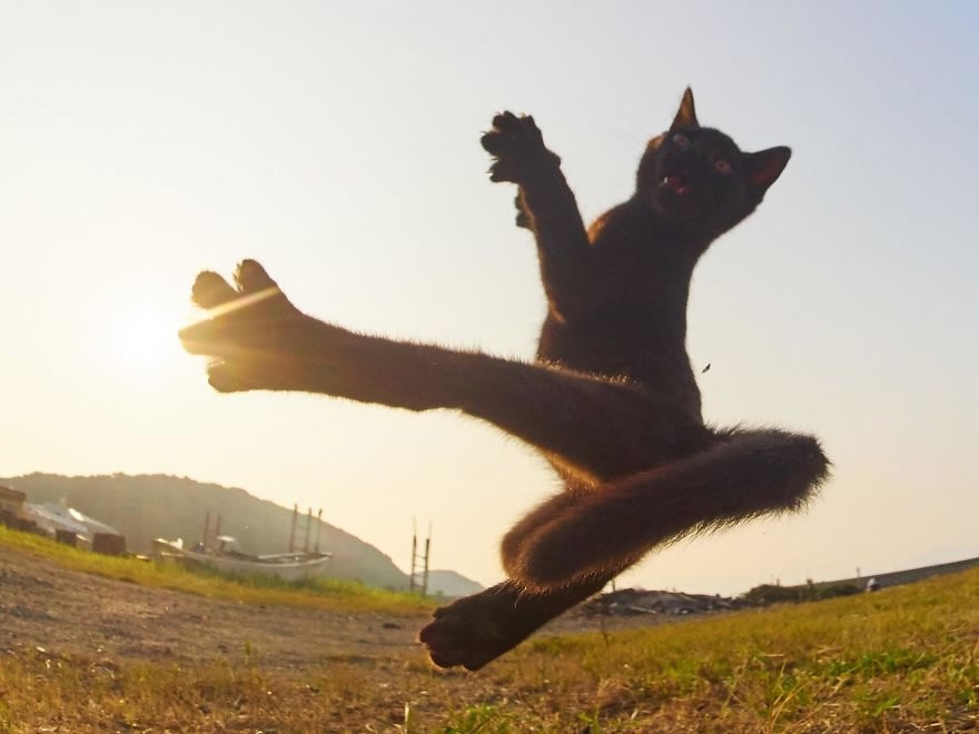 Ninja cat: Japanese photographer captures perfect 'cats ...
