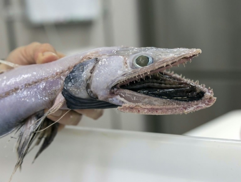 🐾Obscure Animal Of The Day🐾 on X: Today's obscure animal of the day is  the healthy blobfish! These are a deep sea fish found in coasts of  Australia, Tasmania, & New Zealand.