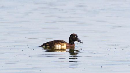 Critically endangered Baer's pochard appears in SW China's Yunnan - CGTN