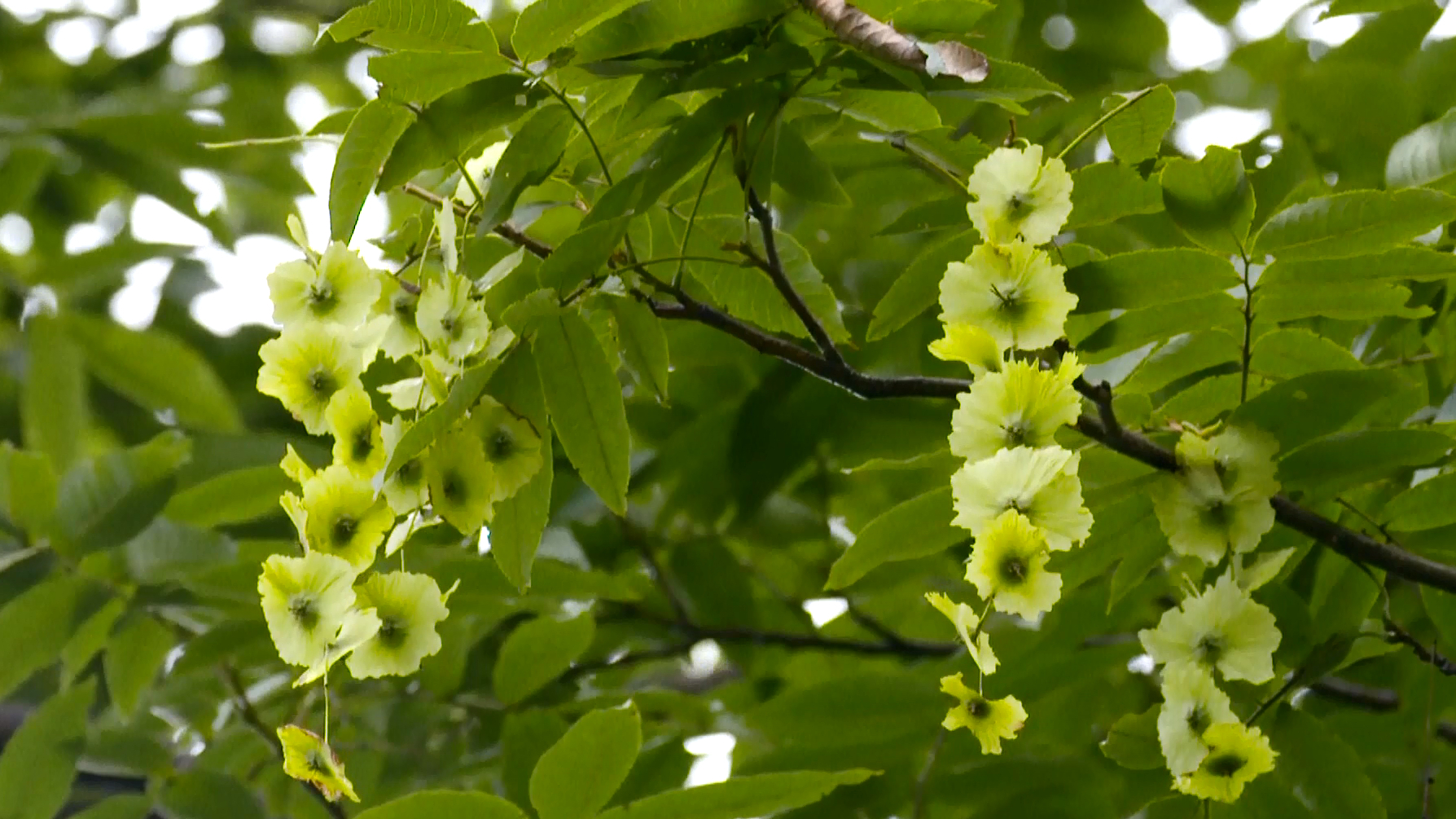 Rare tree species known as money tree discovered in east China - CGTN