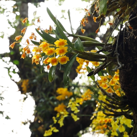 Silent Wisdom: Hanging Gardens - Cgtn