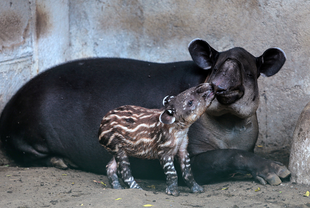 Baby tapir has an inseparable bond with mom - CGTN