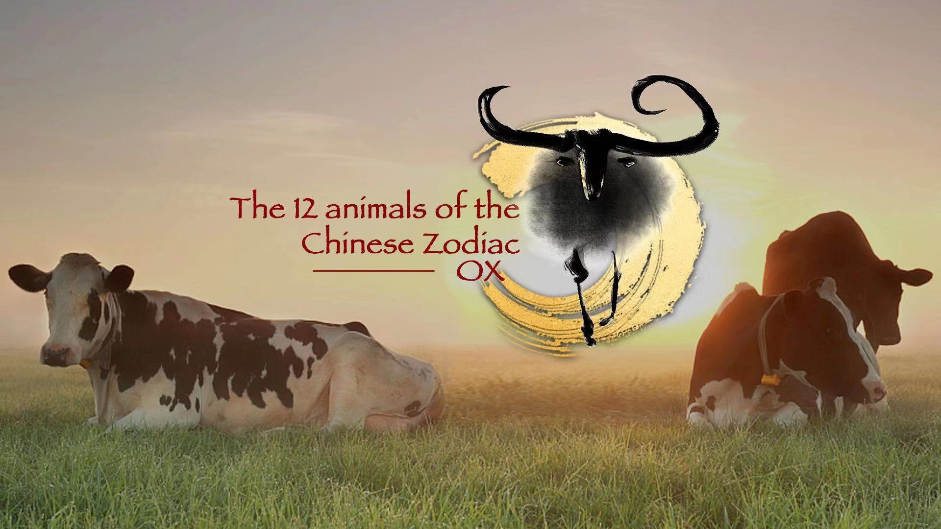 The 12 animals of the Chinese Zodiac: Ox - CGTN