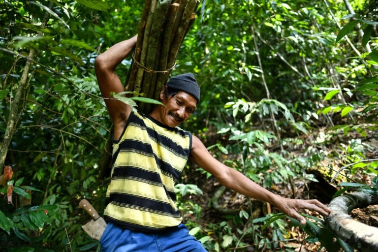 Malaysia's honey hunters defy angry bees to harvest treetop treasure - CGTN