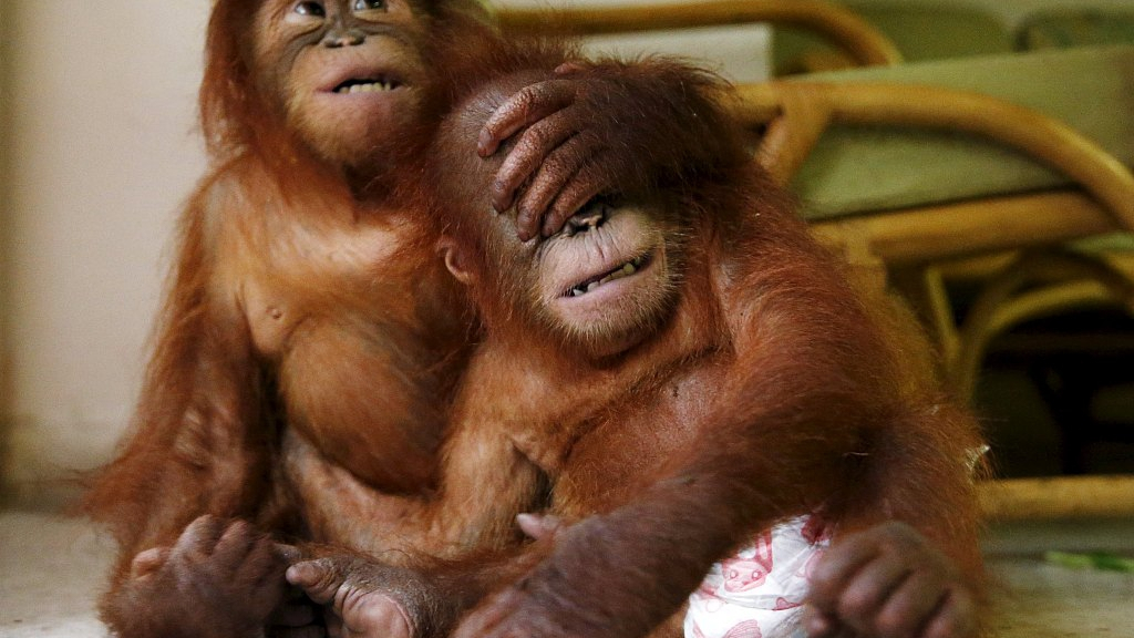 Global wildlife population declines by more than half 