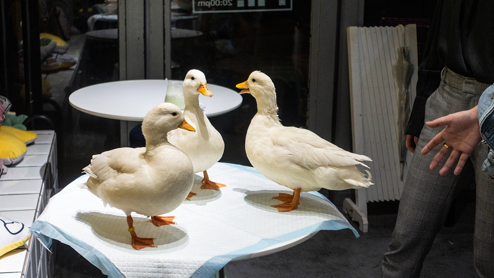 Duck cafe