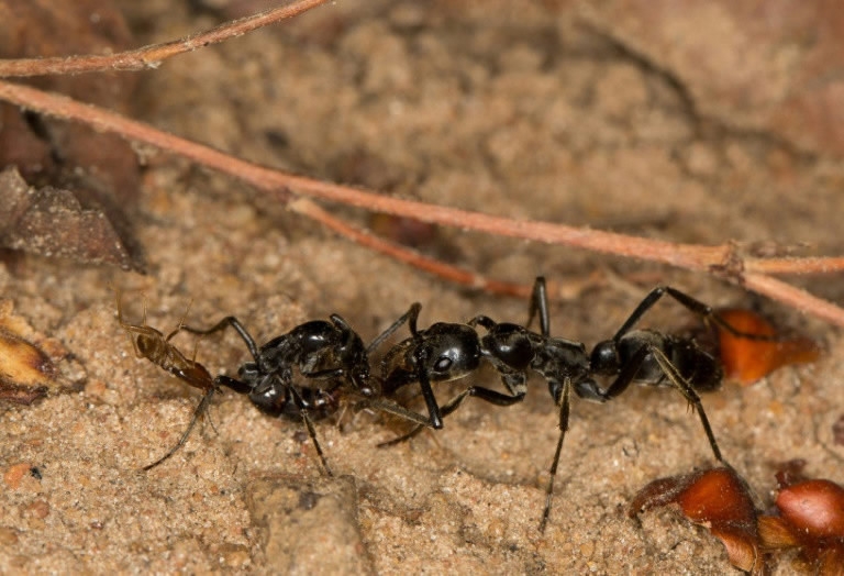 Study says ants nurse wounded warriors back to health - CGTN