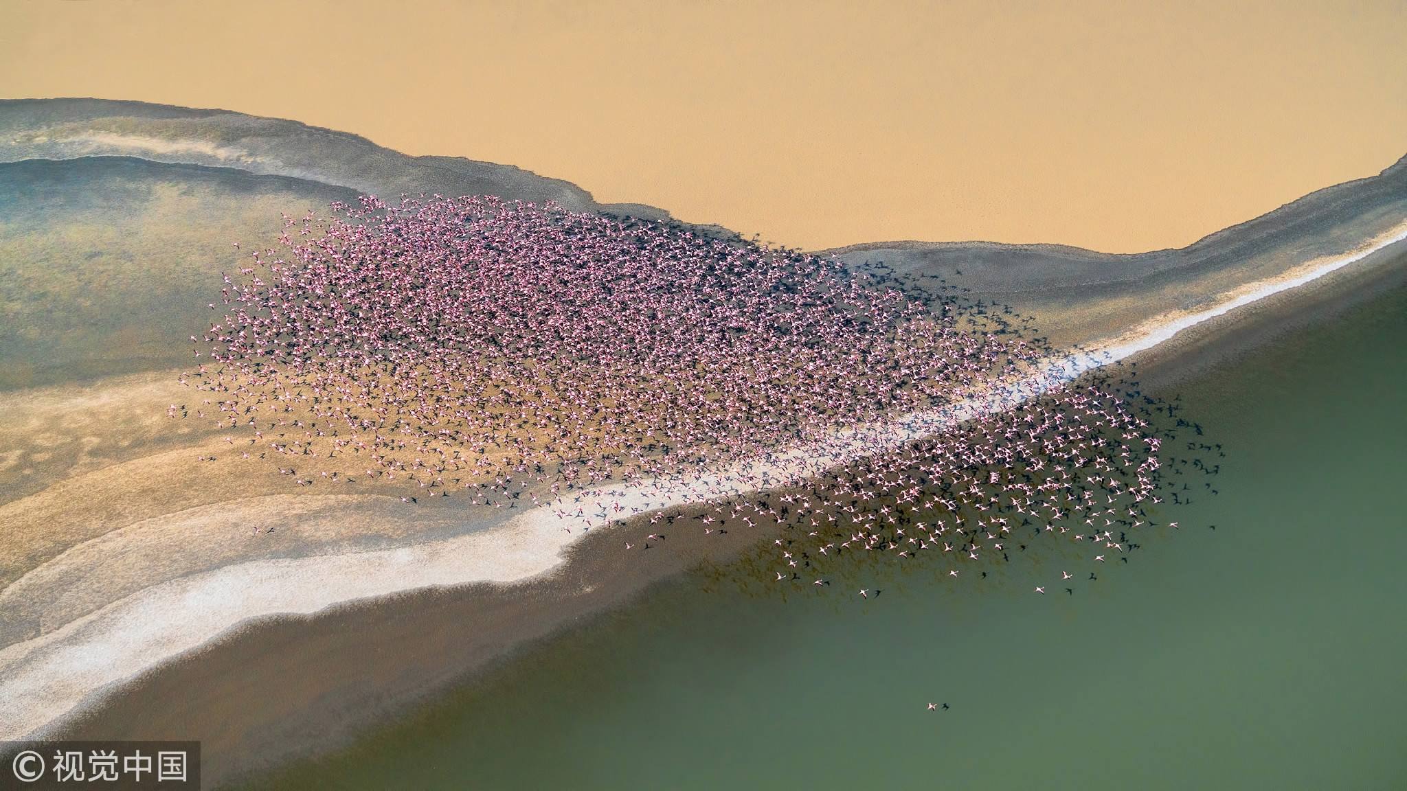 lake natron flamingo