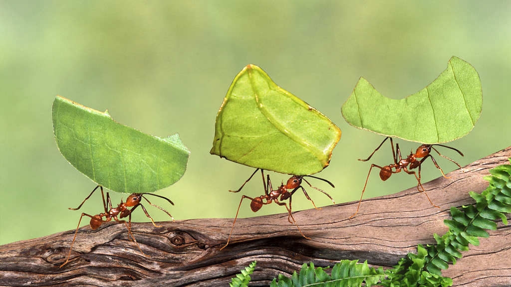 ants-with-no-sense-of-smell-are-socially-inept-cgtn