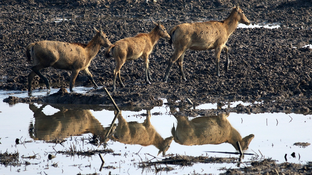 Deer king leads Milu deer in E China - CGTN