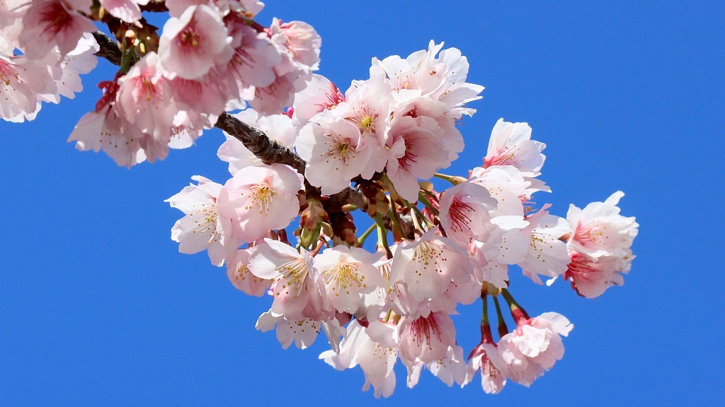 Tokyo welcomes sakura blossoms - CGTN