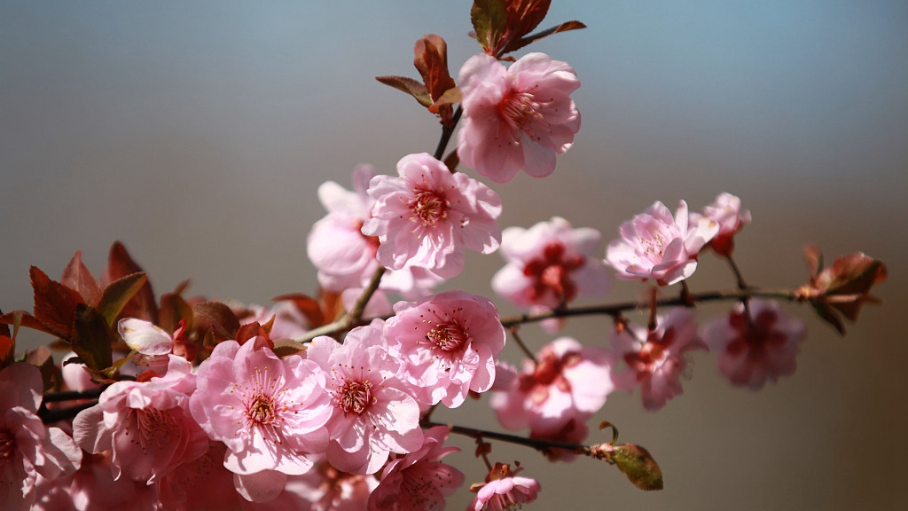 'Beauty' flowers bloom in China's first botanical garden - CGTN