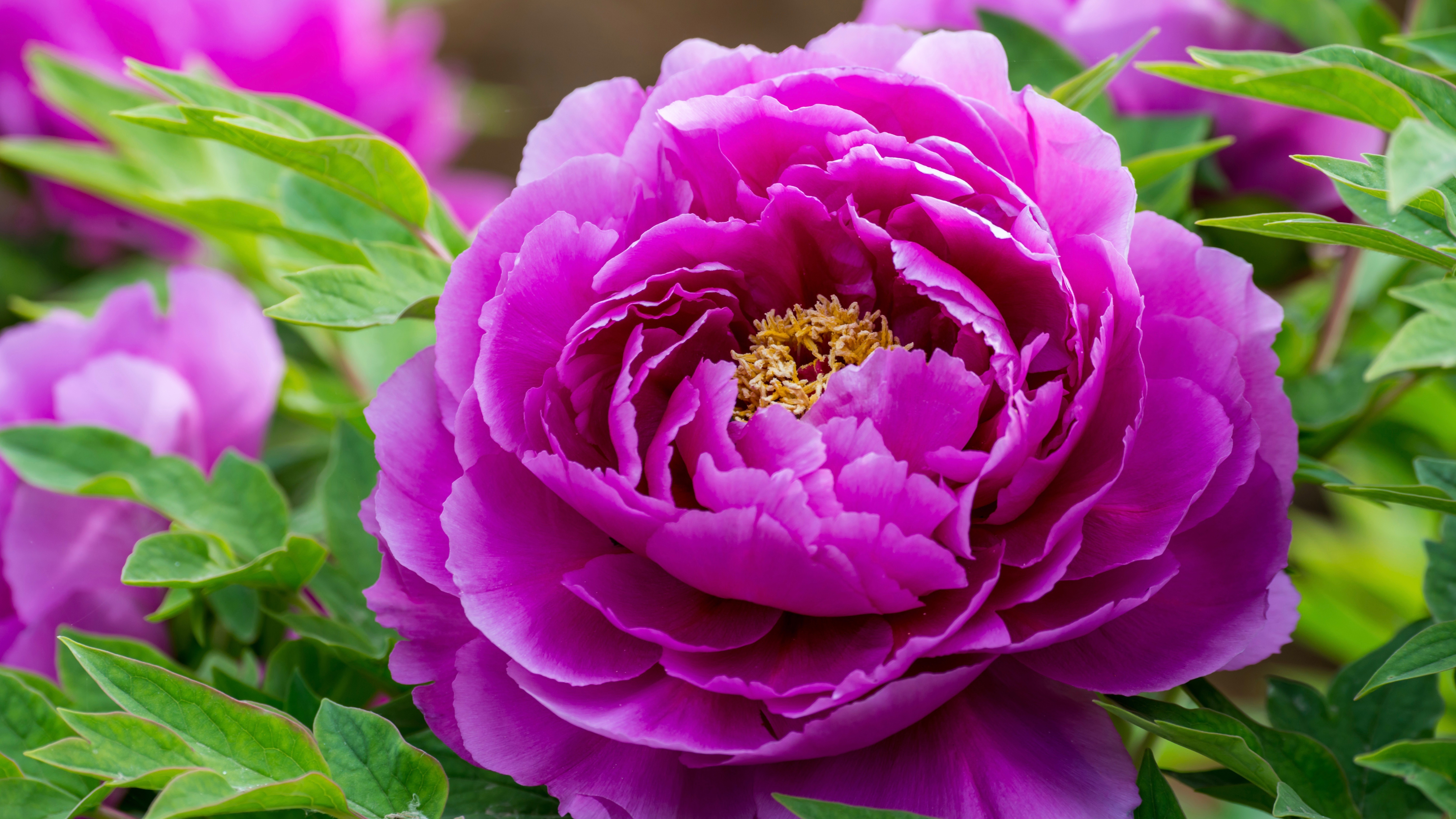 Luoyang In Central China Broadcasts Blooming Of Peonies Online Cgtn