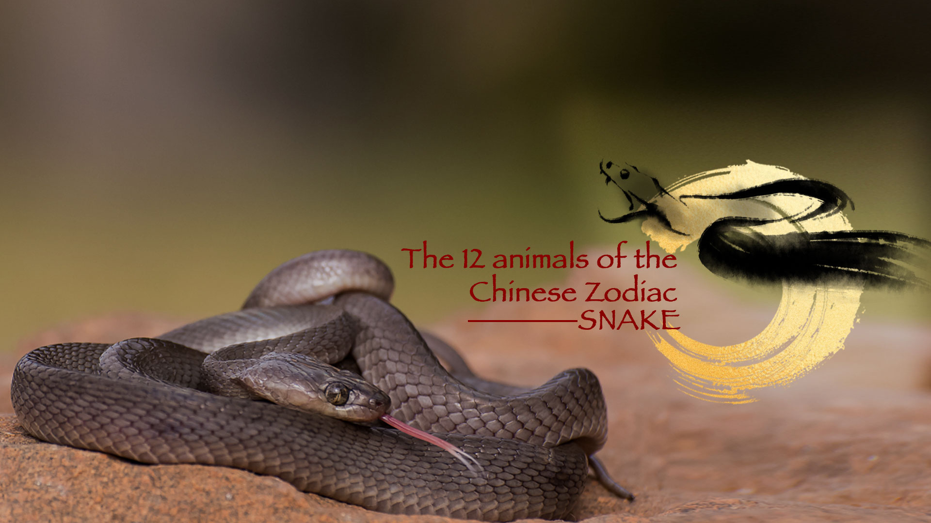 The 12 animals of the Chinese Zodiac Snake CGTN