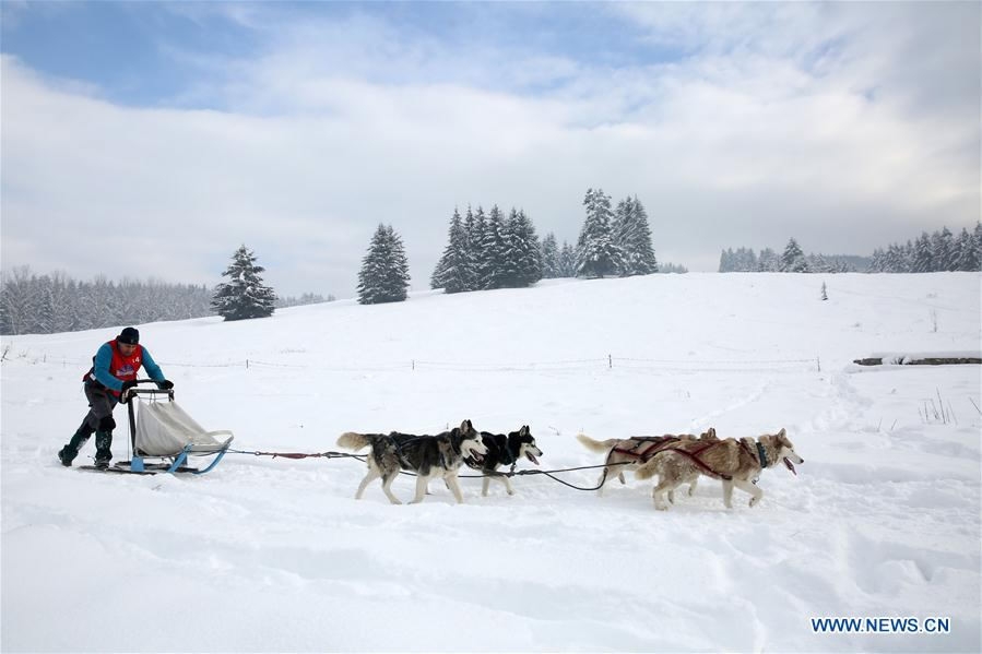 Sprint dog race takes place in Romania - CGTN