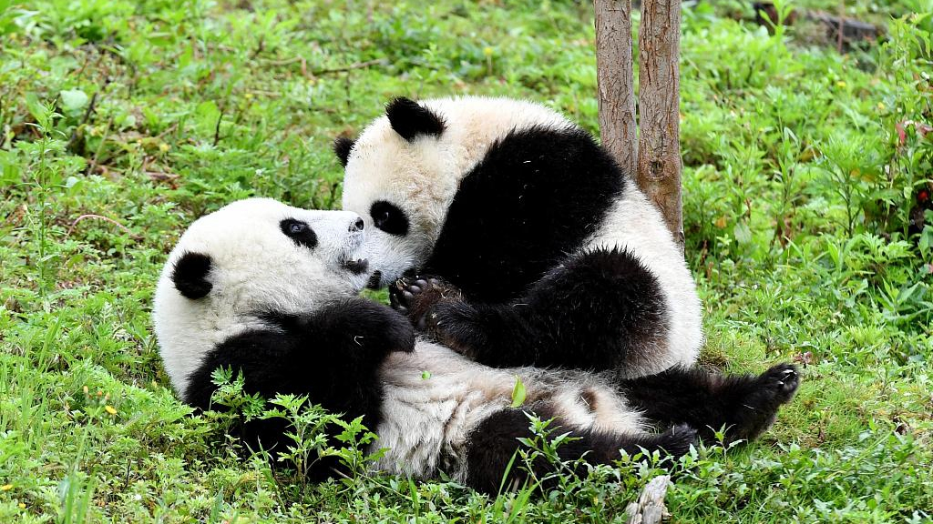 Los osos panda son agresivos