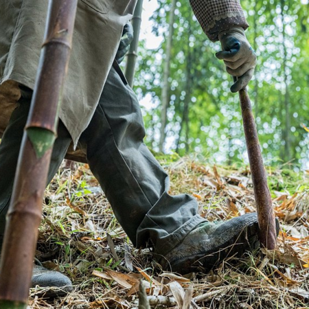Chinese bamboo pickers harvest seasonal freshness - CGTN