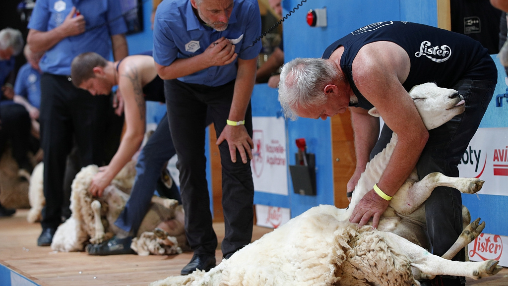 World sheep shearing competition held in France CGTN