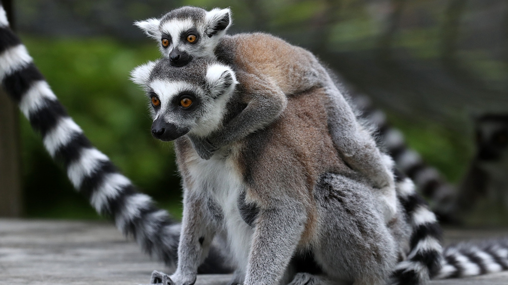 A primate baby boom celebrated at UK zoo - CGTN