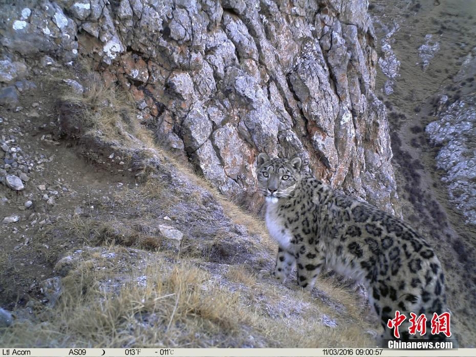 Rare big cat photos mark World Snow Leopard Day CGTN