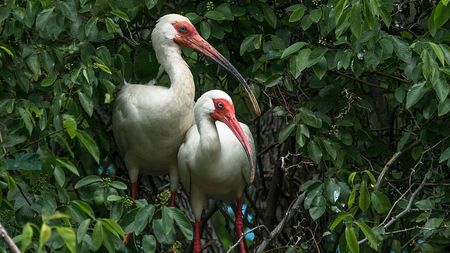 Live: How does the wild crested ibis give birth to new life? - CGTN