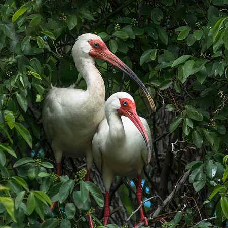 Live: How does the wild crested ibis give birth to new life? - CGTN